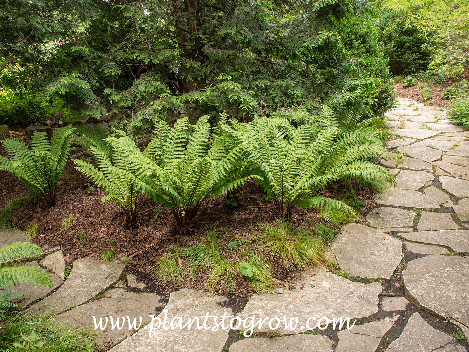Thick Stemmed Wood Fern (Dryopteris crassirhizom)